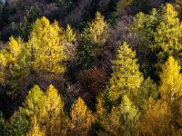 Teleblick zu goldenen Lärchen am Berghang im Priental